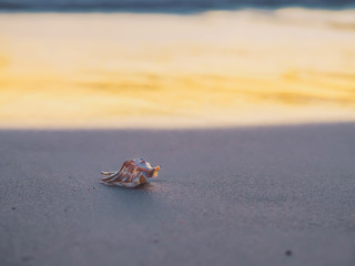 small shell on the sand