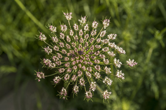 Ammi visnaga plant (toothpickweed)