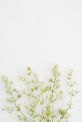 Greeting card with flowers Galium