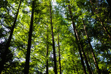 Fototapeta premium tree of forest