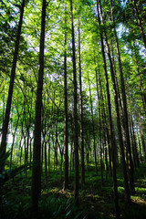 Obraz premium tree of forest