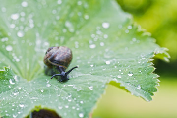 Nahaufnahme Schnecke auf Blatt (Frauenmandel) mit Wassertropfen
