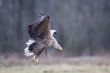 White-tailed eagle (Haliaeetus albicilla), Poland