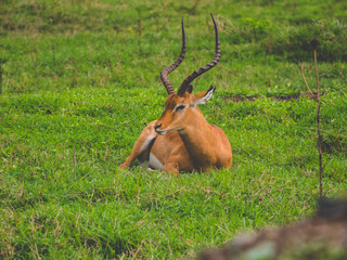 antelope sitting