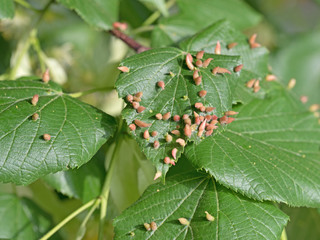 Schadbild der Lindengallmilbe, Eriophyes tiliae