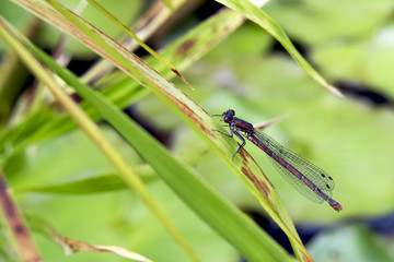 Dragonfly in Spring
