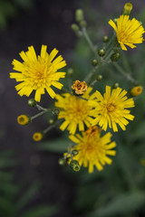 Summer Yellow Flowers