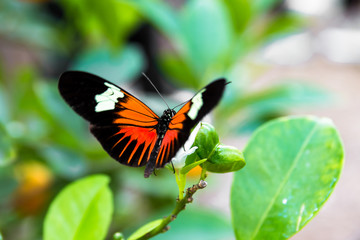 Close-up of a tropical butterfly