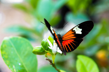Close-up of a tropical butterfly