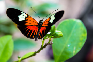 Fototapeta na wymiar Close-up of a tropical butterfly