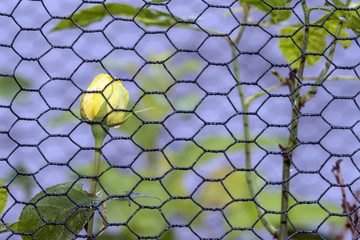 Fototapeta premium Yellow Rose Bars