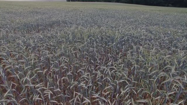 Getreidefeld / Flug &uuml;ber ein Getreidefeld