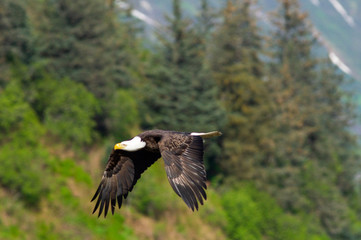 Eagle in flight