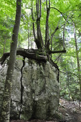 Fototapeta premium Tree on the rock