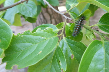 日本の山の毛虫