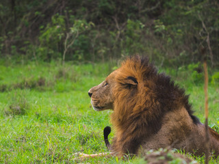 lion sitting