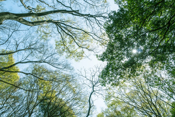 東京の自然　等々力渓谷２２　木漏れ日