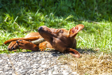 Miniature pinscher resting between pavement and green lawn