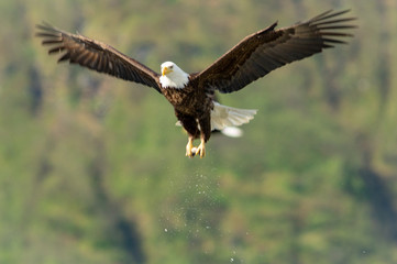 Eagle Catching a fish in flight