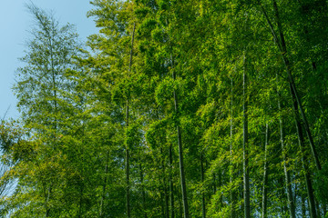 東京の自然　等々力渓谷９　竹林