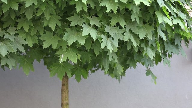 Green maple tree near a wall in loft estate