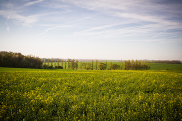 Obraz premium champ de colza