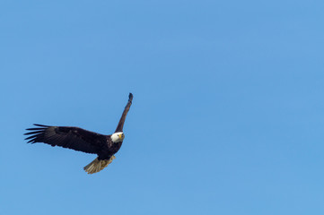 Eagle gliding in th wind