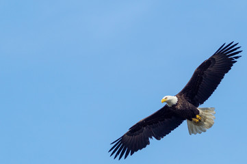 Glide