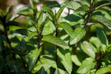 Mint with a fragrant and healthy herb