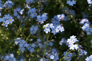 Forget-me-nots - beautiful forest flowers