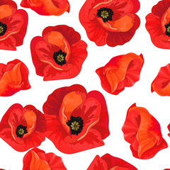 Red poppies on a white