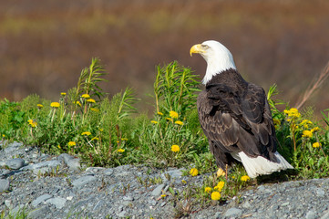 Focused Eagle