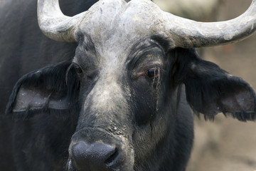 Bufallo head