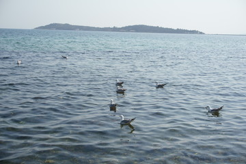 Seagulls swimming in sea