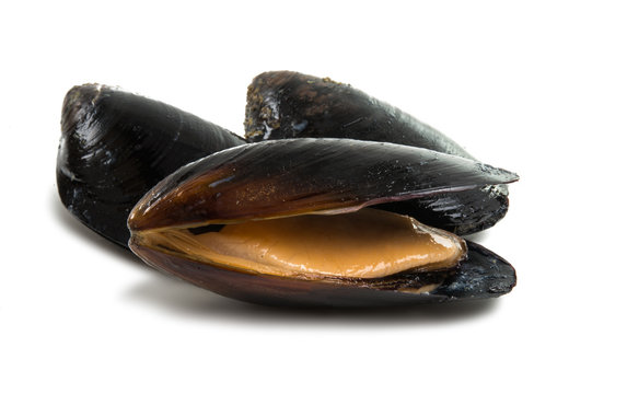 mussels isolated