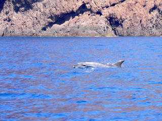 Dauphins, Scandola en Corse