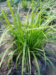 Obraz premium Chufa plant (Cyperus esculentus) growing in soil, green leaves close-up