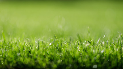 Blurred background of grass