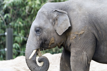 Naklejka premium Elephant