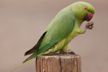 The monk parakeet (Myiopsitta monachus) in Fuerteventura, Canary Islands