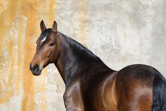 Bay horse look back isolated on light background