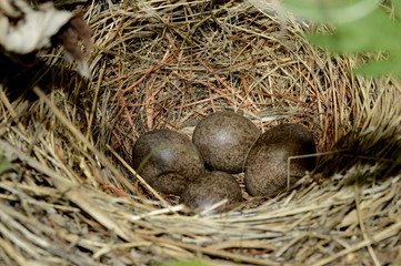гнездос яйцами обыкновенной овсянки