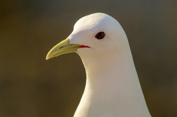 bird, kittiwake, sea, seabird, wildlife, wild, nature, beak, white, animal, environment, summer, gull, wing, seagull, feather, birds, chick, chicks, animals, refuge, alaska, seabirds