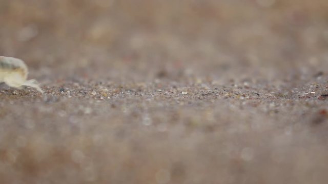 sandhopper, Talitridae, walking, moving, jumping on sand on a scottish beach in May. 