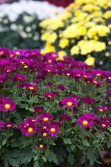 Colorful autumnal chrysanthemum. Blossoming flowers in a garden. Mums