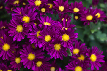Colorful autumnal chrysanthemum. Blossoming flowers in a garden. Mums