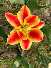 Multicolored tulips in the flowerbed.
