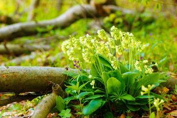 closeup detail of meadow flower - wild healing herb - Primula elatior.