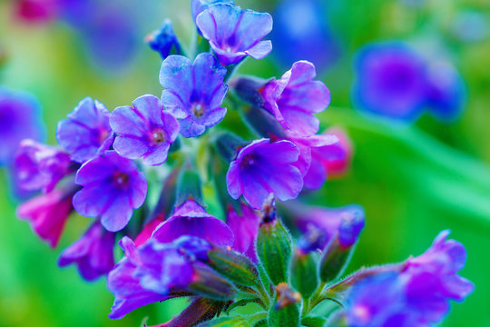 closeup detail of meadow flower - wild healing herb - Pulmonaria mollis.