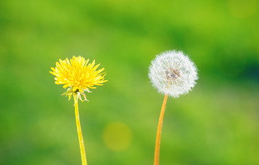 Two dandelion flowers on blurry green background.